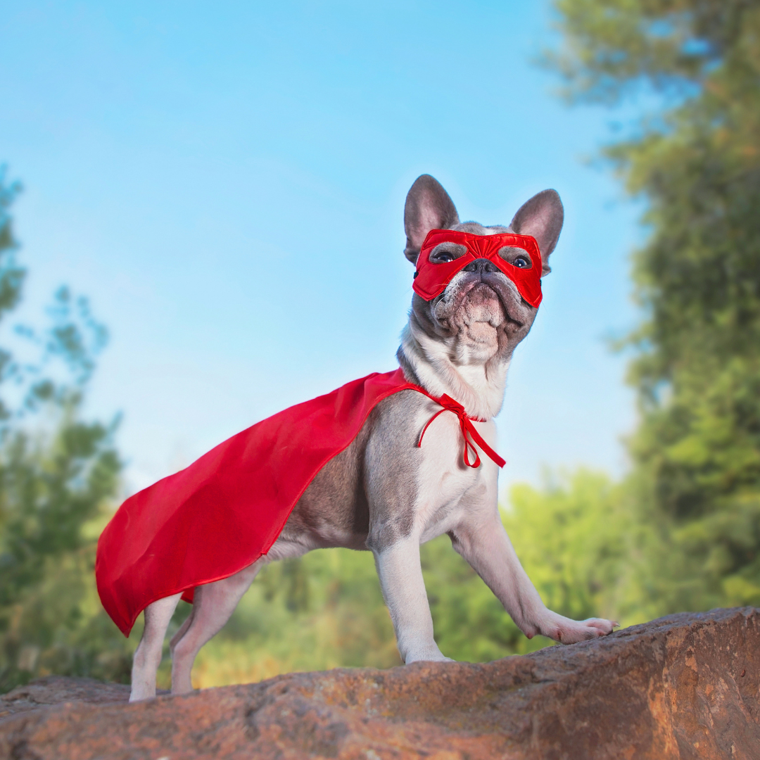 A French Bulldog wearing a red superhero mask and cape stands proudly on a rock outdoors, with trees and a bright blue sky in the background.